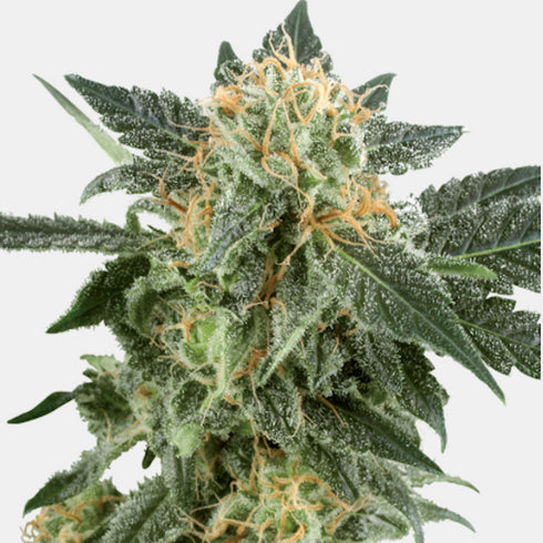 Sensi White Label - Snow Ryder Auto