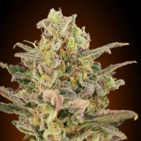 Advanced Seeds - Somango Glue