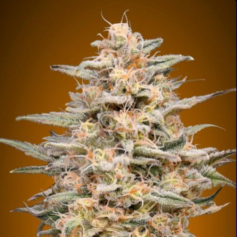 Advanced Seeds - Somango Widow