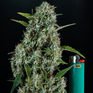 Homegrown Natural Wonders - Sonic Screwdriver