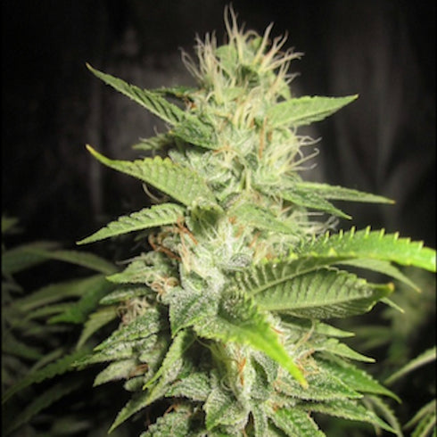 Pheno Finder Seeds - Sour Walker
