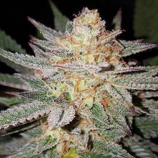 Lineage Genetics - Sour Grape