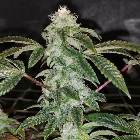 Pheno Finder Seeds - Sowah Sherbert