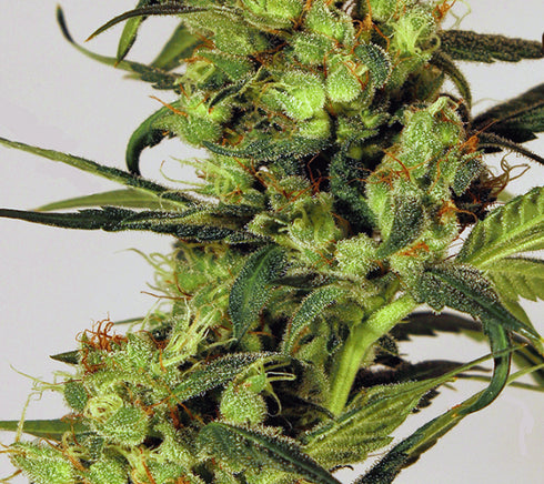 Exotic Seeds - Spicy Bitch