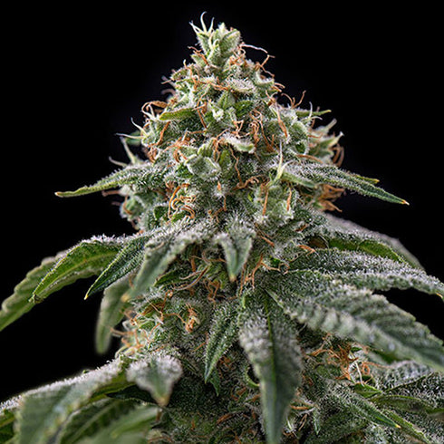 Spliff Seeds - Girl Scout Cookies