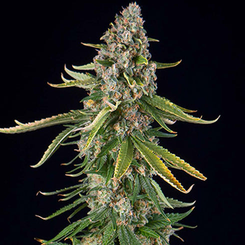 Spliff Seeds - Zkittlez Auto