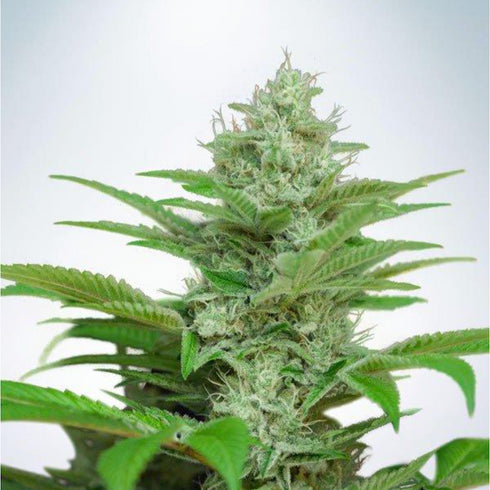 Ministry of Cannabis - Star Auto CBD