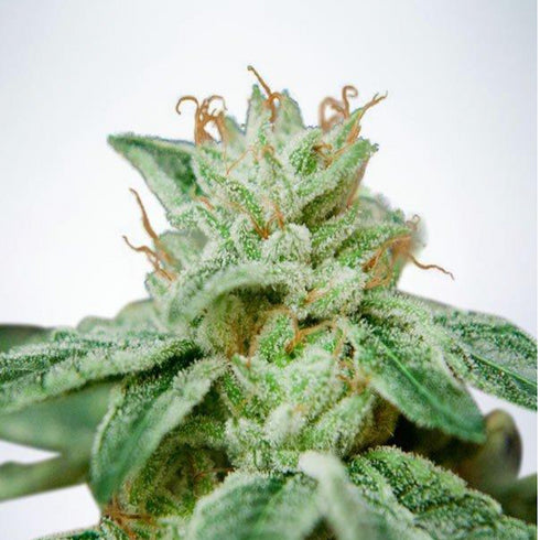 Ministry of Cannabis - Star CBD