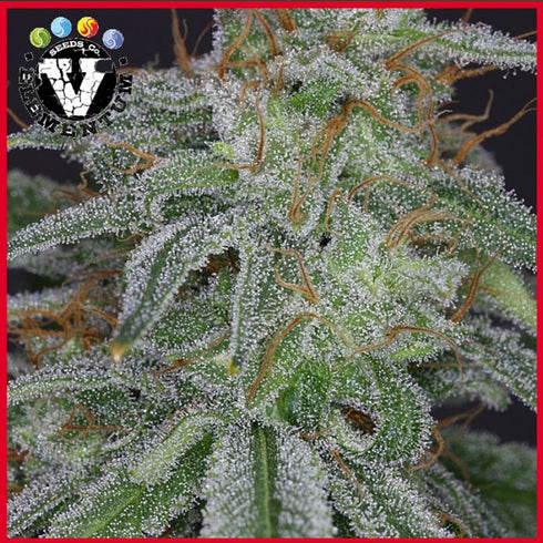 V Elementum Seeds - Star