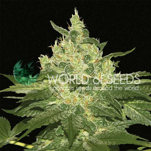 World of Seeds - Stoned Immaculate