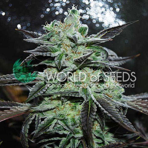World of Seeds - Strawberry Blue