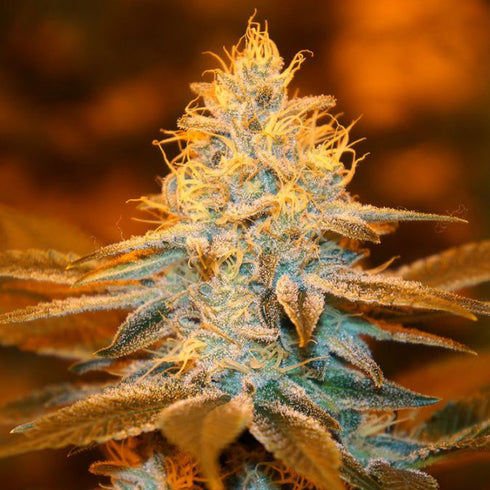 T.H. Seeds - Strawberry Glue