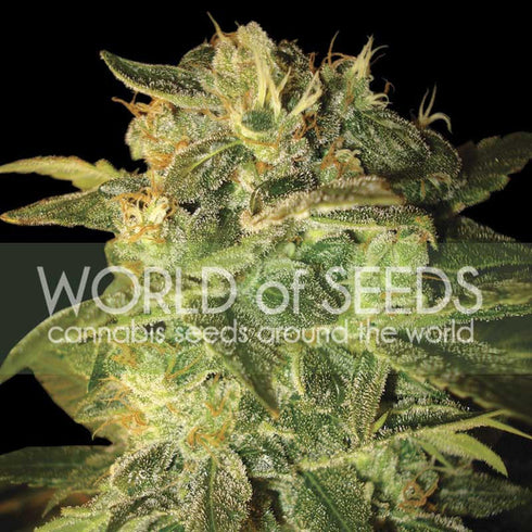 World of Seeds - Sugar Mango Ryder Auto