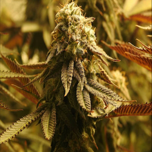 Pheno Finder Seeds - Sherbet S1