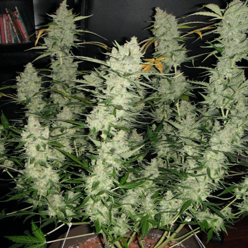 Phoenix Seeds - Super Kush Auto