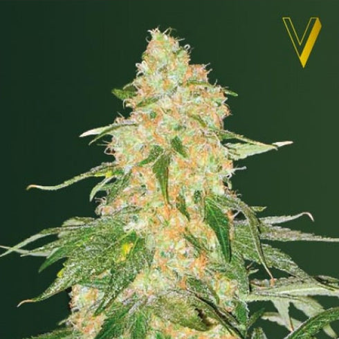 Victory Seeds - Super Extra Skunk