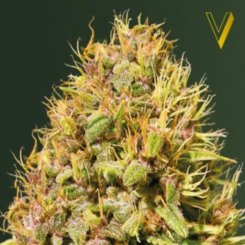 Victory Seeds - Super Mazar