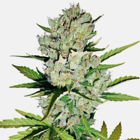 Sensi White Label - Super Skunk Auto