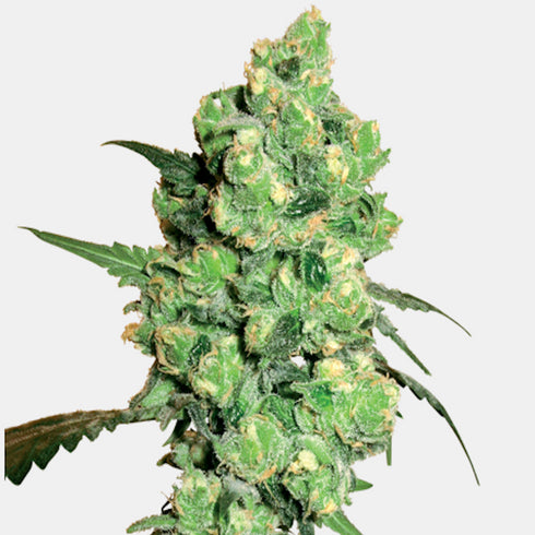 Sensi White Label - Super Skunk