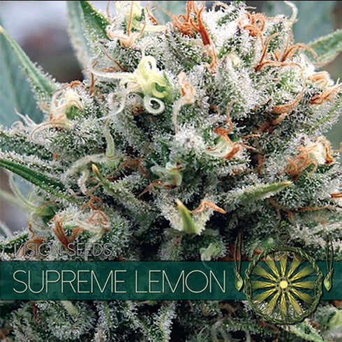 Vision Seeds - Supreme Lemon