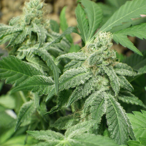 Dr Underground - Sweet Diesel