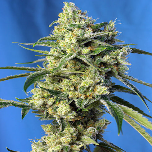 Sweet Seeds - Sweet Amnesia Haze