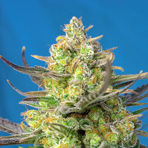 Sweet Seeds - Sweet Cheese XL Auto