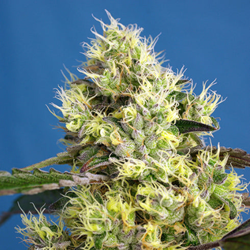 Sweet Seeds - Sweet Gelato Auto