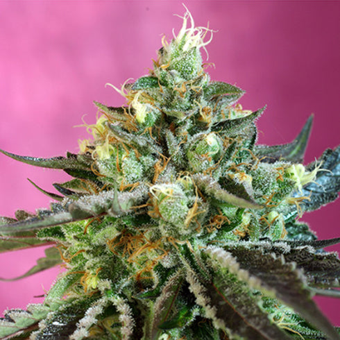 Sweet Seeds - Sweet Nurse CBD Auto