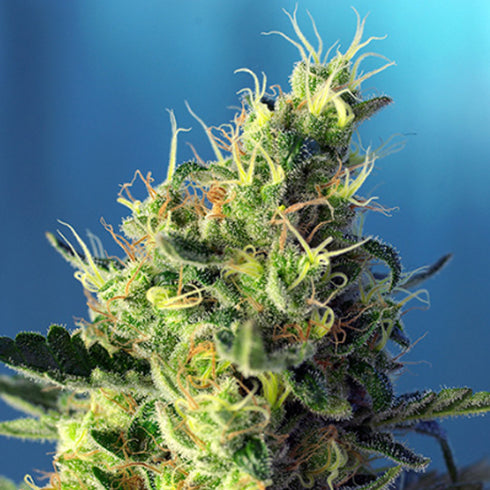 Sweet Seeds - Sweet Pure CBD