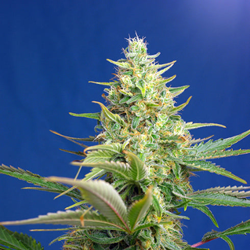 Sweet Seeds - Sweet Pure CBD Auto