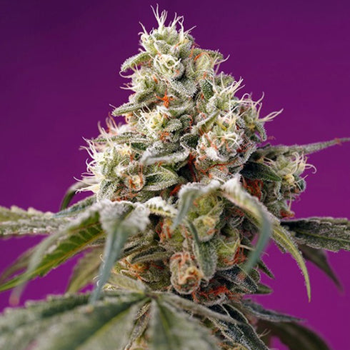 Sweet Seeds - Bruce Banner Auto