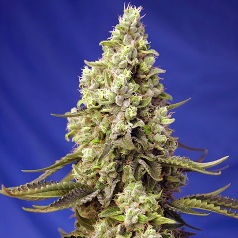 Sweet Seeds - Runtz XL Auto