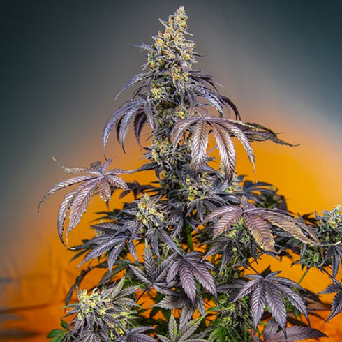 Sweet Seeds - Red Gorilla Girl XL Auto