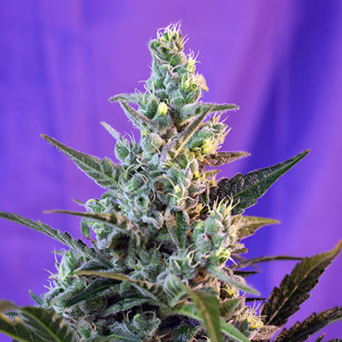 Sweet Seeds - Sweet Skunk FAST Version