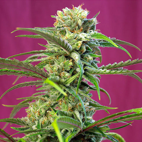 Sweet Seeds - Sweet Tai