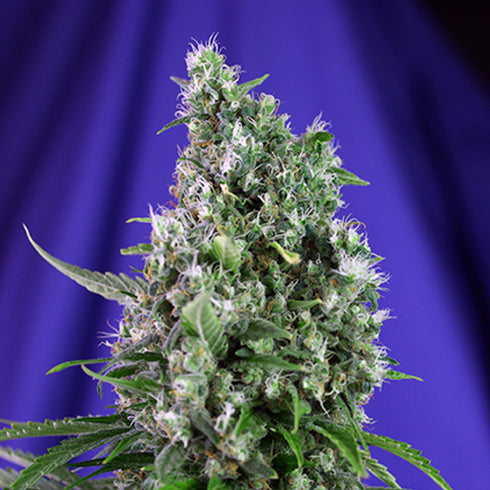 Sweet Seeds - Sweet Trainwreck Auto