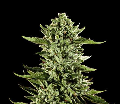 Professor Trichome Seeds - San Fernando Valley OG Kush