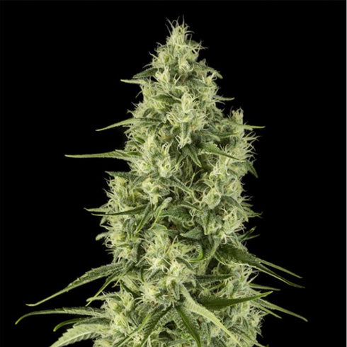 Dinafem Seeds - Santa Sativa