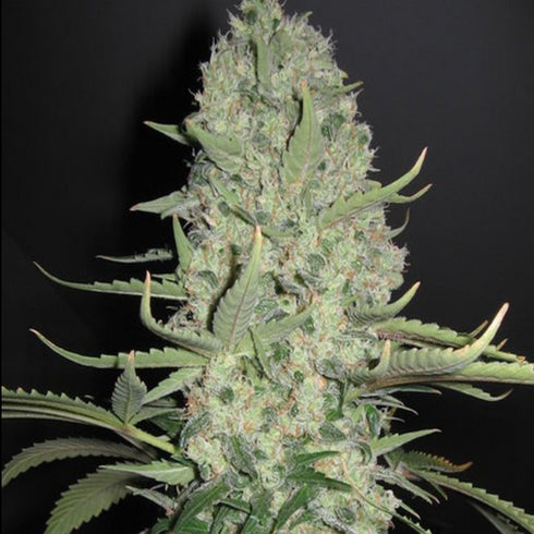 Female Seeds - Skunk Special