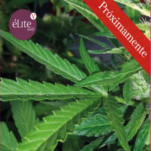 Elite Seeds - Sedativa CBDV:CBD