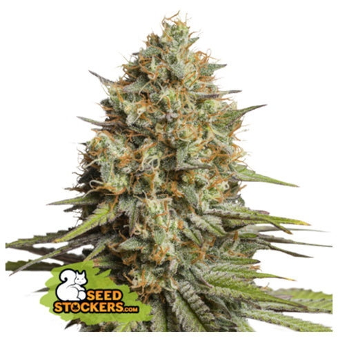 Seed Stockers Seeds - Triton Biscotto Lime Auto