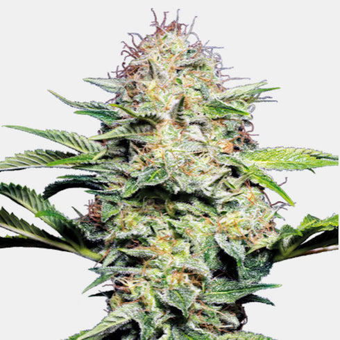 Sensi Seeds - Sensi Skunk Auto