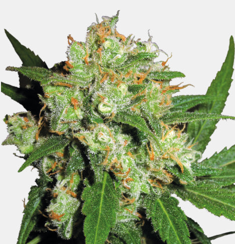 Sensi Seeds - Sensi Skunk