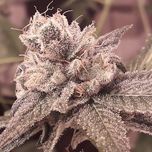 Lineage Genetics - Shabba Love CBD