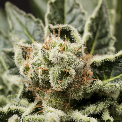 Dinafem Seeds - Shark Attack