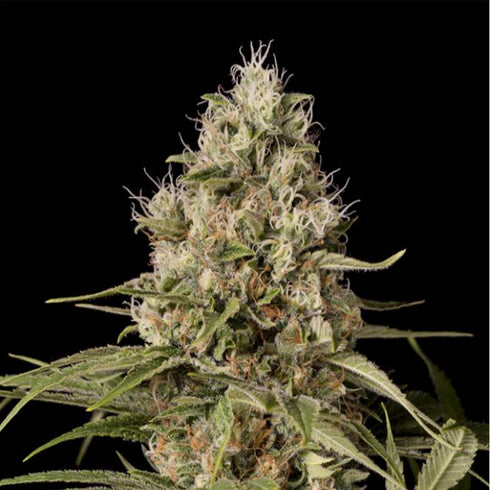Dinafem Seeds - Shark Shock CBD