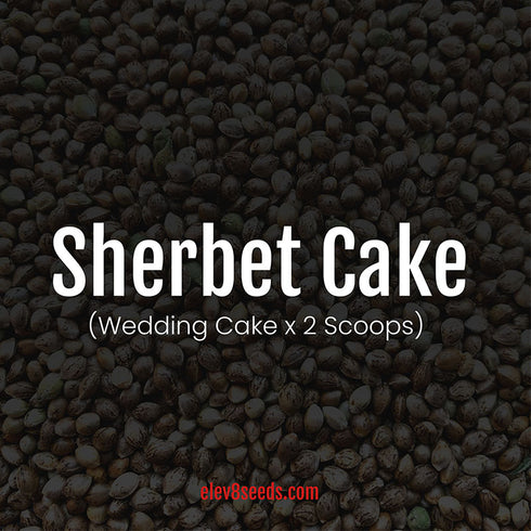 Elev8 Seeds - Sherbet Cake