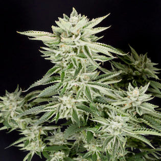 Elev8 Seeds - Sherbet