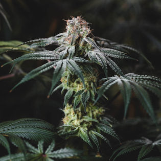 Elev8 Seeds - Sherbet Punch